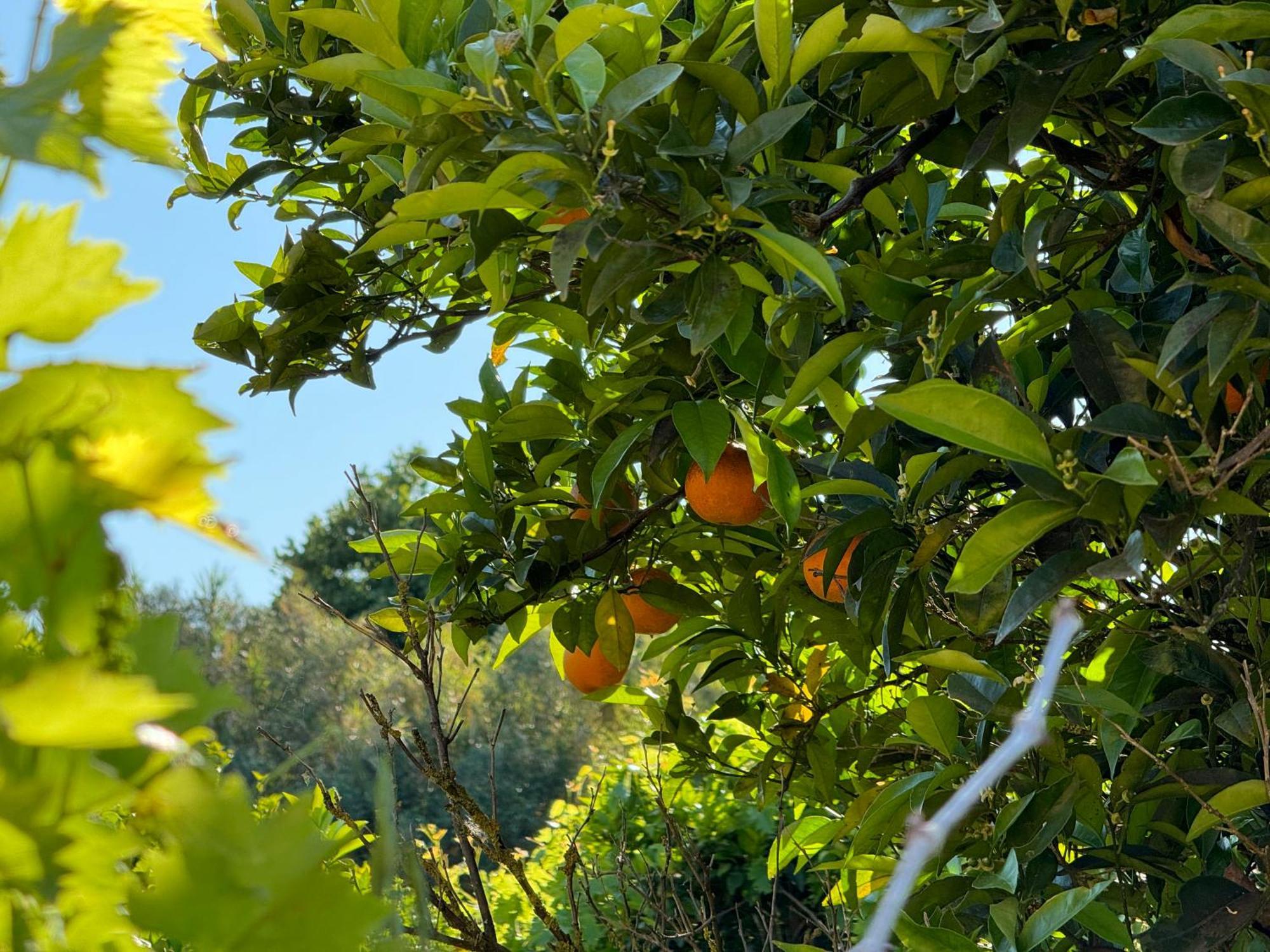 L'Orto Villa San Vero Milis Exterior foto